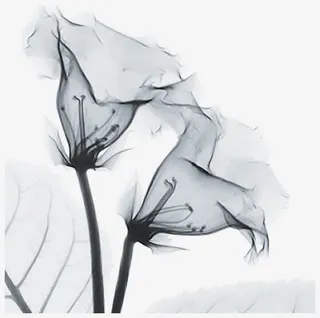 黑色花朵素材笔墨花朵免抠