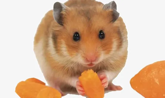 仓鼠金丝熊免抠