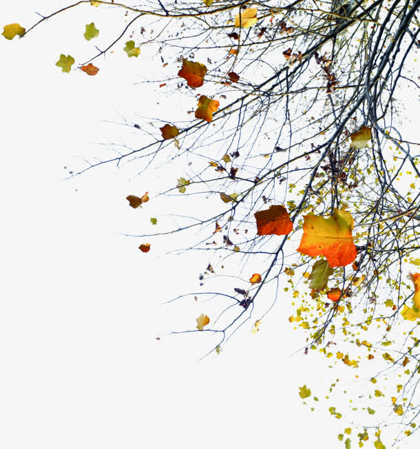 秋意浓浓枯枝落叶免抠