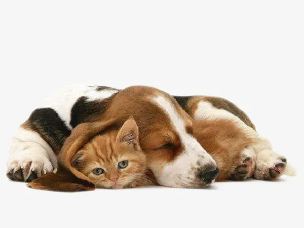 猫和狗狗免抠