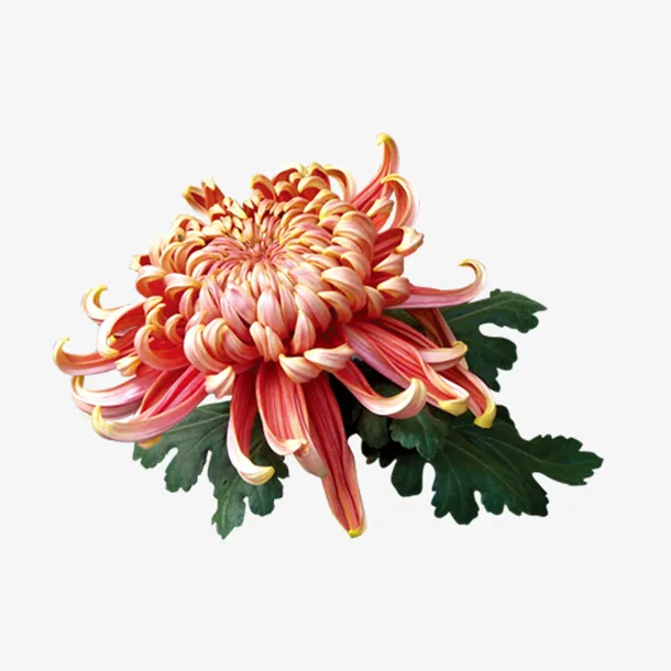 中国二十四节气红菊花免抠免抠