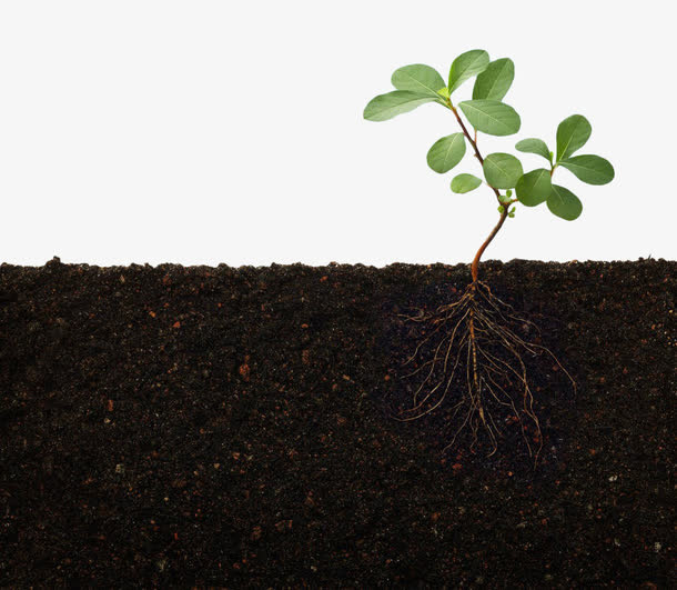 绿色植物土壤免抠