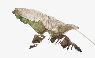 说莫红色叶子植物叶子免抠