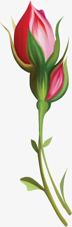 红色花骨朵免抠