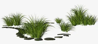 几簇小草png素材免抠