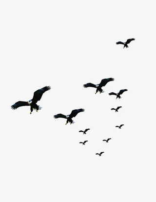 黑色展翅飞翔老鹰装饰图案免抠