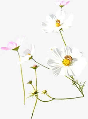 唯美花卉春天首页免抠