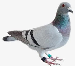 绿色颈部漂亮鸽子免抠
