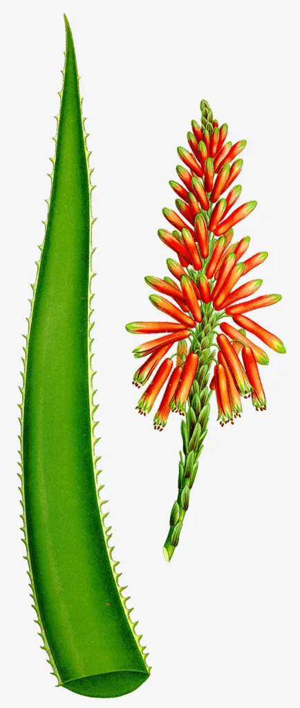 绿色植物手绘芦荟免抠