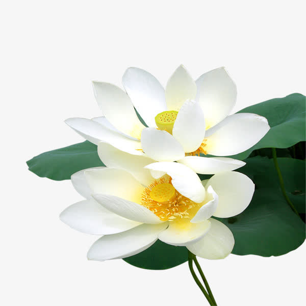 荷花免抠