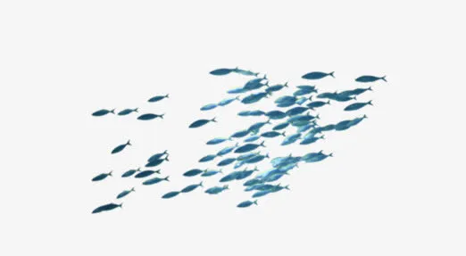 鱼群免抠