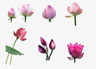 荷花花苞合集免抠