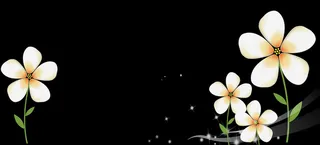 黑色背景白色小花高清