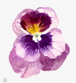 水彩蝴蝶兰花瓣免抠