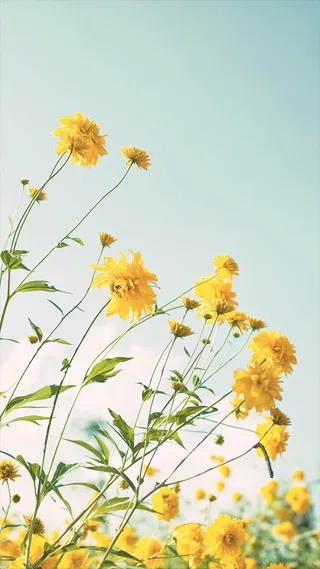 清新花卉天空H5背景高清