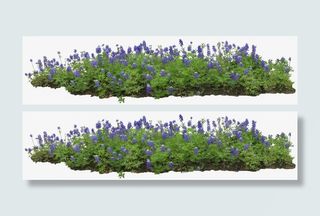 草地 蓝花 绿草png素材免抠