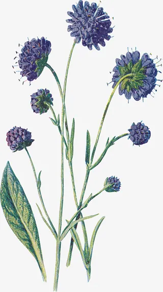 手绘卡通装饰花瓣花草装饰海报设免抠