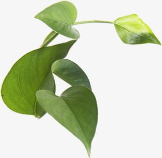 绿色树叶美景卡通春天免抠