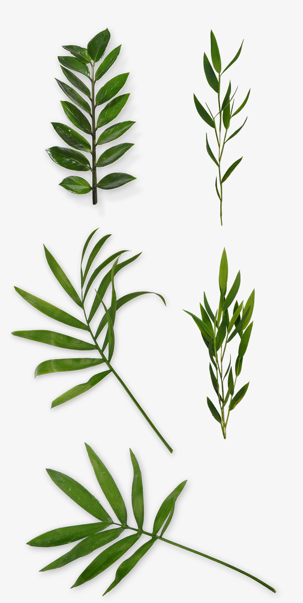 绿色树叶树枝免抠