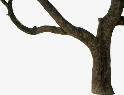 栖海花日常抠图抠素材随手上传之树干免抠