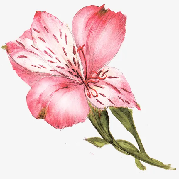 水彩浪漫超唯美手绘粉色花朵免抠