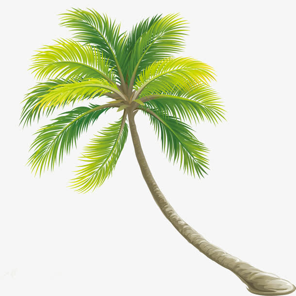 棕榈树免抠