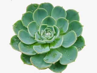 玉蝶花png免抠免抠