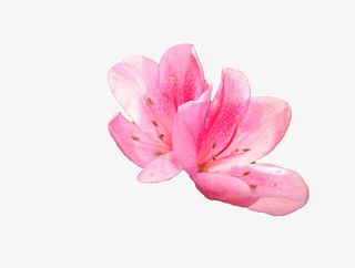 两朵浅粉色杜鹃花瓣免抠