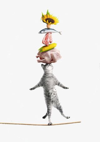 创意猫咪粮食设计免抠