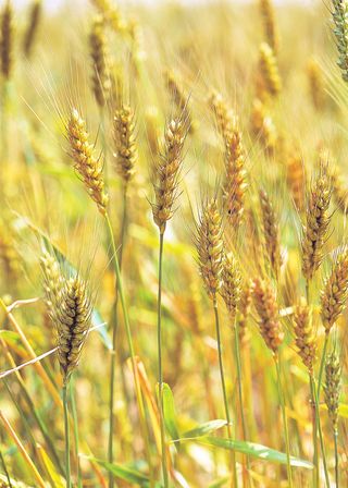 小麦金黄背景素材高清