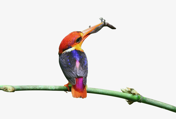 小鸟吃虫子的鸟免抠