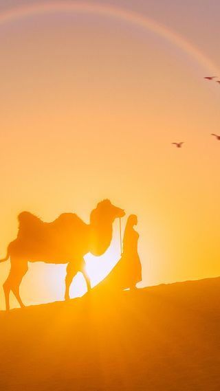 沙漠中的骆驼美女H5背景素材高清