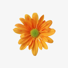 花朵免抠