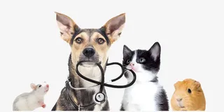 动物医生狗狗免抠