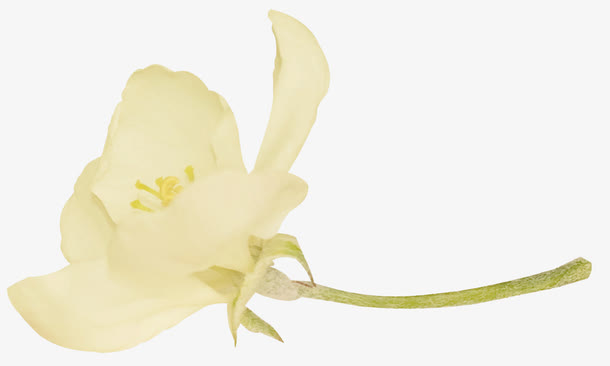 郁金香花枝免抠