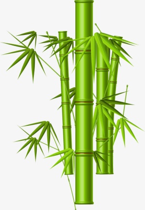 手绘竹子免抠