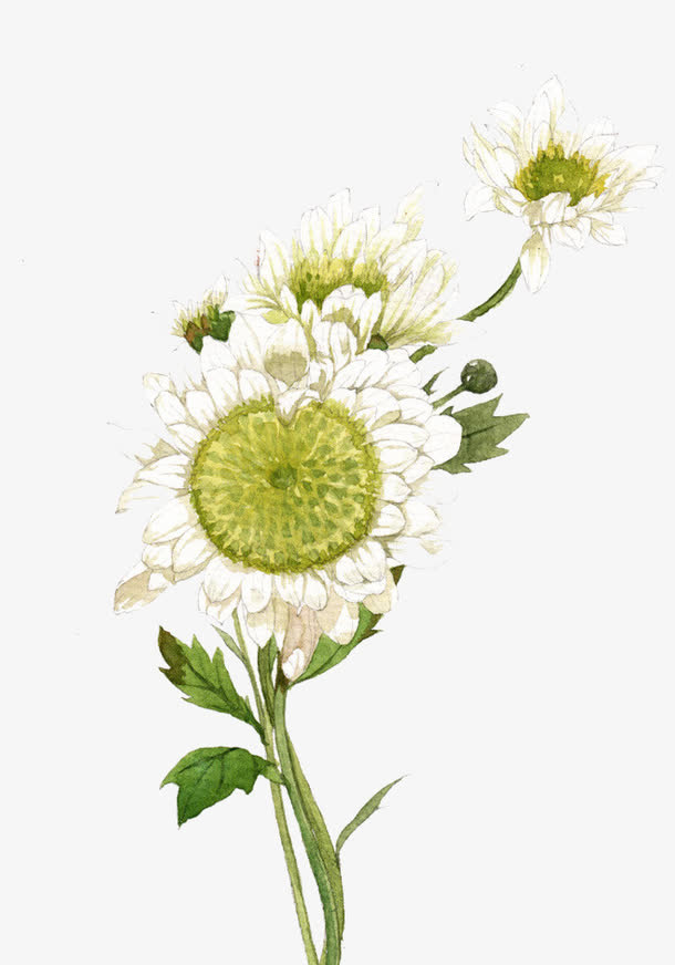 白绿色花朵免抠