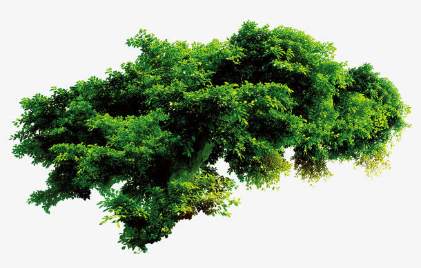 绿色的草丛免抠