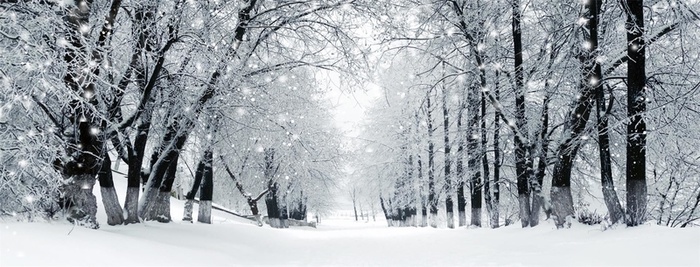 雪中树林海报banner背景高清