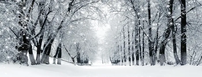 雪中树林海报banner背景高清