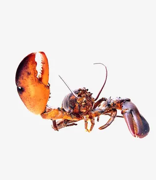 波士顿*大龙虾免抠