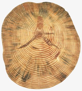 棕色木质纹理的木头截面实物免抠