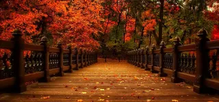 秋冬红色枫叶海报banner高清