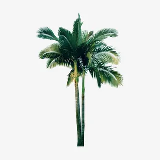 椰子树免扣元素免抠