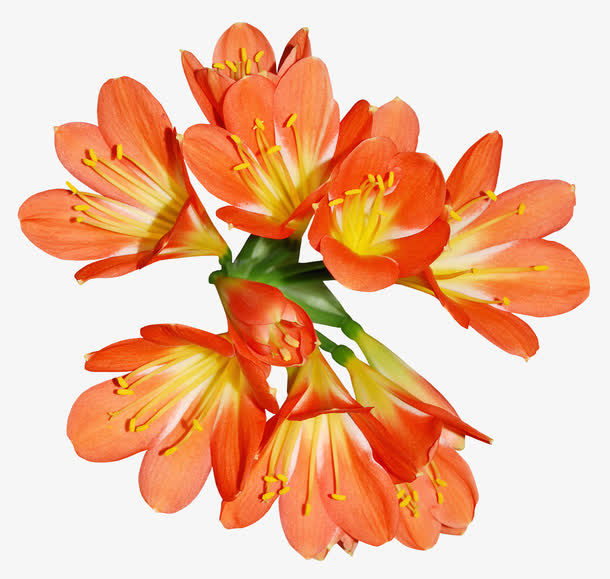 一束娇艳蝶恋花免抠