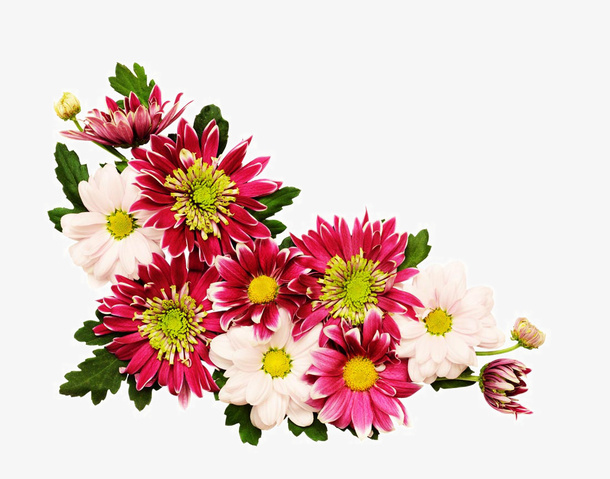 美丽的花朵花边免抠