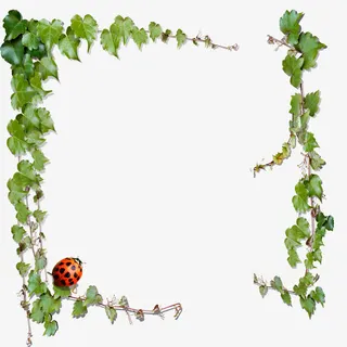 绿色花边素材免抠