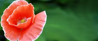 红色花朵背景高清