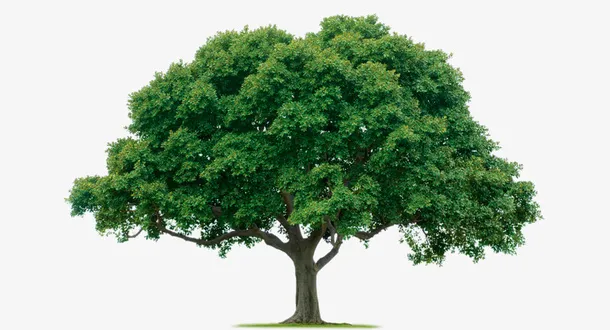 绿色  大树  植物免抠