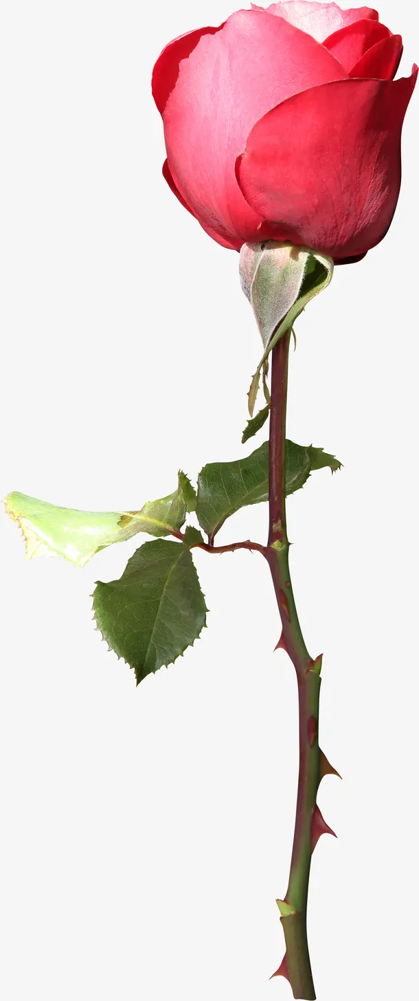 红色玫瑰免抠